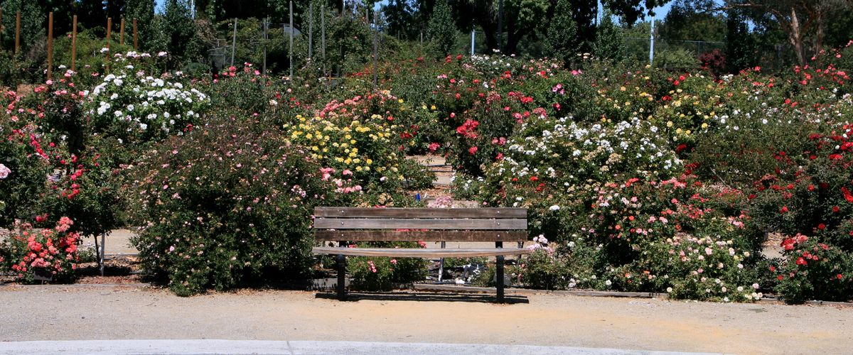 A bench facing blooming rose beds at the San Jose Municipal Rose Garden, a free place to spend time on your own